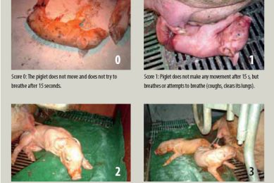 Measuring piglet vitality