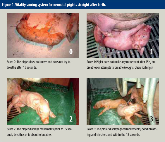 Measuring piglet vitality