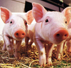 Farming cloned animals becomes a reality