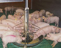 European Parliament supports feeding pigs with poultry protein