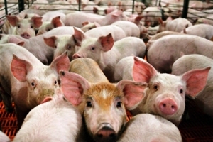 China to increase pig supply, curb inflation