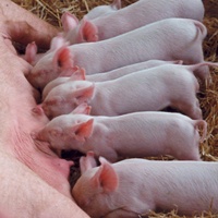 Steady growth for US pig numbers