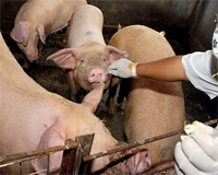 UK: On-farm pilot projects for better pig health