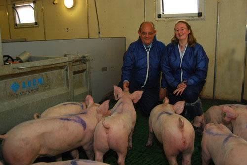 Research: Does it pay to take pigs to heavy slaughter weights?