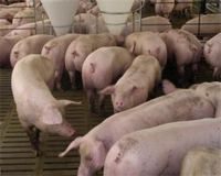 Chinese seek deal for British pigs