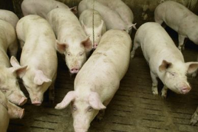 New feed ingredients affect carcass fat quality