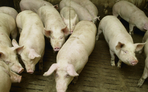 New feed ingredients affect carcass fat quality