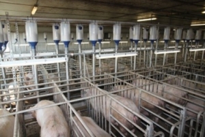 African Swine Fever outbreaks: Bio-security emphasised