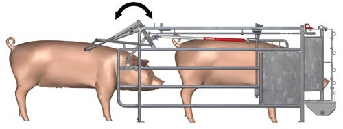 Egebjerg introduces extra security for group housed sows