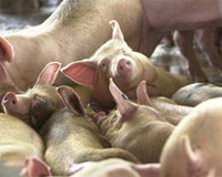 NZ – Preparing staff to recognise and respond to FMD