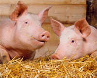 Sustainable and efficient pig breeding – Danish University and pig industry collaborate