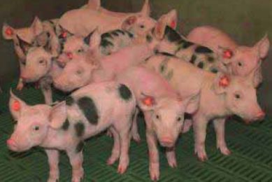 The Brazilian pork crisis: What to do to stay alive?