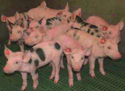 The Brazilian pork crisis: What to do to stay alive?