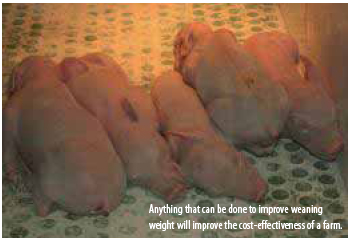 Piglets performing better with yeast during lactation