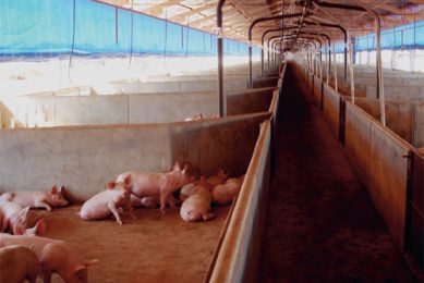 Brazilian pork exports halted in 2010 – but they will return