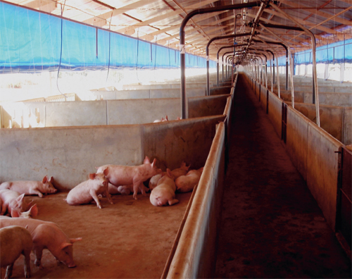 Brazilian pork exports halted in 2010 – but they will return