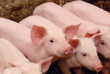 Practical use of blood plasma in piglet feeding