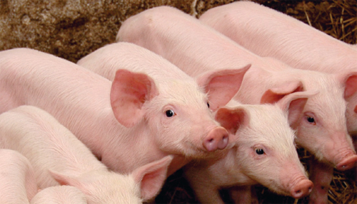 Practical use of blood plasma in piglet feeding