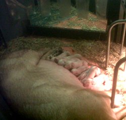Farrowing crates – freedom farrowing – are we getting there?