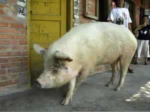 Chinese say they cloned castrated pig that survived earthquake