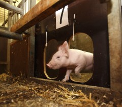 Dutch research: Learning how to eat like a pig