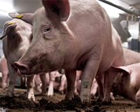 UK: Electronic recording of pig movements part of legislation