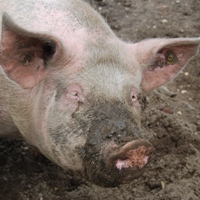 Philippines contain swine fever outbreak