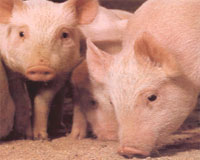 Russia struggles to contain Classical swine fever