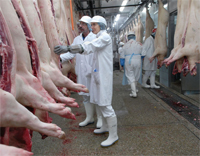 EFSA: First stage completed for the modernisation of pig meat inspection
