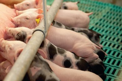Can we wean up to 40 piglets per sow per year?