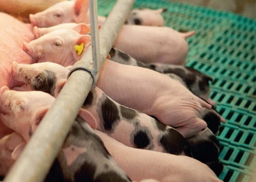 Can we wean up to 40 piglets per sow per year?