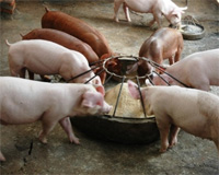 Research: Particle size and enzymes effect on digestibility in pigs