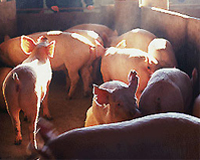 Aarhus Uni: Airtight storage of grain increases nutrient digestibility in finisher pigs