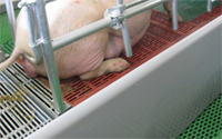 Bouwplast-HP plastic panels for pig farming