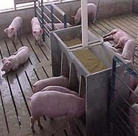 U.S pork exports decrease