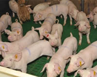 Research: Solvent-extracted canola meal in weaned pigs