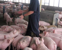 Only reducing antibiotics is not sufficient to eliminate MRSA at pig farms