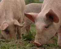 Australia: Methane emissions stand to boost pig farmers’ income