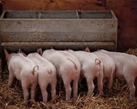 Aarhus Uni: 100% organic diet for organic pigs