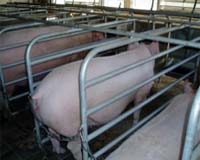 Australia: Pork producers have phased out sow stalls but faster progress is wanted
