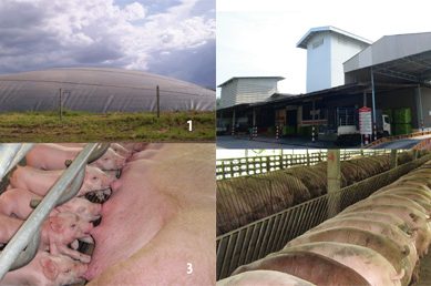 RMC Farm: Heavier weaning piglets improve profitability