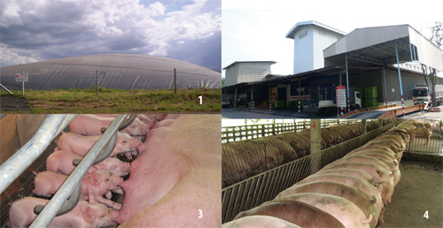 RMC Farm: Heavier weaning piglets improve profitability