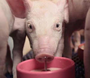 Reduced mortality and higher weaning weights in piglets