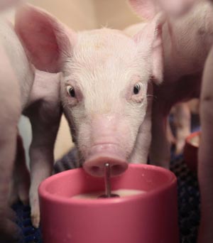 Reduced mortality and higher weaning weights in piglets