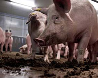 Transmissible gastro-enteritis on two pig farms in Peru