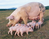 Research: SNPs for more uniform and bigger pig litters found