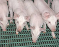 Persistent resistance on antibiotic-free farms