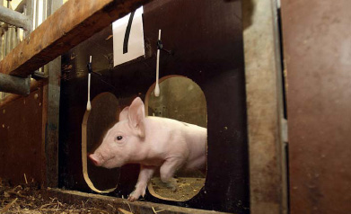 Understanding piglet feeding preferences better