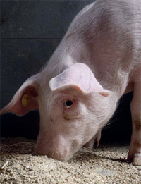 Pig feed: Potential effects of antimicrobial carryover