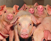 Monitoring  pigs to improve welfare and production
